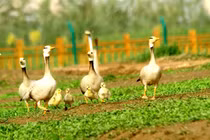 Tránh nắng như thiêu đốt, ngỗng đầu sọc lập kế kiếm ăn