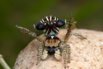 Độc chiêu quyến rũ bạn tình của nhện nhảy 