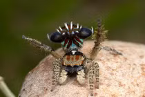 Độc chiêu quyến rũ bạn tình của nhện nhảy 