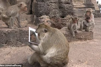 Lần đầu ngắm mình trong gương, khỉ cái bàng hoàng vì "nhan sắc"...