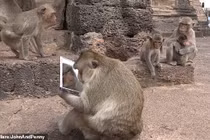 Lần đầu ngắm mình trong gương, khỉ cái bàng hoàng vì "nhan sắc"...