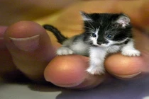 Mê mẩn mèo tí hon nằm vừa bàn tay con người