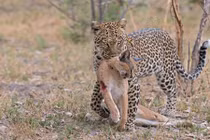 Linh miêu thua thảm khi đối đầu với báo đốm hung dữ