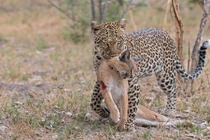 Linh miêu thua thảm khi đối đầu với báo đốm hung dữ