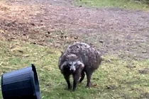 Bí ẩn "quái vật" nửa gấu mèo nửa chó vừa xuất hiện