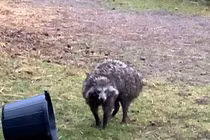 Bí ẩn "quái vật" nửa gấu mèo nửa chó vừa xuất hiện