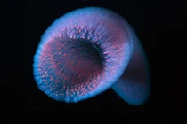 Quái vật biển sâu nắm giữ chìa khóa bất tử loài người thèm khát