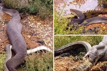 Trăn khổng lồ cắn xé cá sấu, nuốt chửng đầy kinh hãi