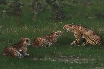 Ấn tượng những khoảnh khắc "độc" của động vật hoang dã (1)