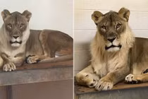 Vườn thú lo khi sư tử cái ngày càng trở nên "nam tính"