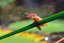 Rùng mình ếch tí hon nuốt chửng chuồn chuồn