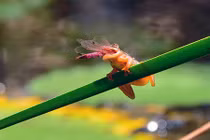 Rùng mình ếch tí hon nuốt chửng chuồn chuồn