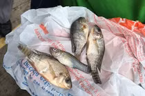 Mưa cá bất ngờ trút xuống Mexico