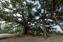 Cây đa 300 tuổi có 6 thân gây choáng váng