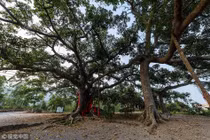 Cây đa 300 tuổi có 6 thân gây choáng váng