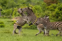 Ngựa vằn cắn xé nhau tơi tả để tranh giành quyền lực 