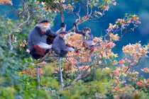 Những loài linh trưởng quý hiếm ở Việt Nam nhiều quốc gia mơ ước