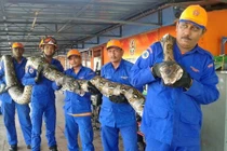 Kinh hoàng phát hiện trăn khổng lồ dài nhất thế giới