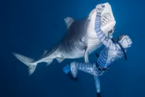 Thót tim cảnh thợ lặn thôi miên cá mập khổng lồ