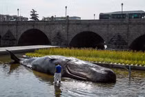Cá voi mắc cạn trên sông và sự thực nhiều người choáng váng 