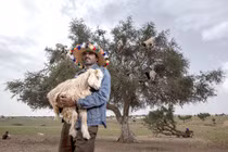 Vạch trần sự thật rợn người sau cảnh dê leo cây kỳ thú