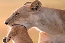 Ảnh nghi sư tử cái “ăn thịt” con và sự thật "té ngửa"