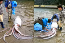 Bắt được mực đại vương, dài hơn 3m