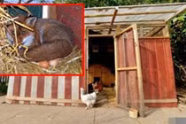 Kỳ lạ chú cáo lẻn vào chuồng gà để... ấp trứng