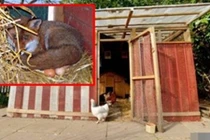 Kỳ lạ chú cáo lẻn vào chuồng gà để... ấp trứng