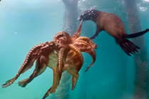 Khát máu trận chiến giữa bạch tuộc và hải cẩu