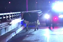 Bò mẹ mang thai và cuộc trốn thoát khỏi tử thần ngoạn mục