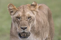 Bực bội rùa nhỏ nhút nhát, sư tử làm ngay điều đáng sợ