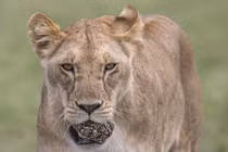 Bực bội rùa nhỏ nhút nhát, sư tử làm ngay điều đáng sợ