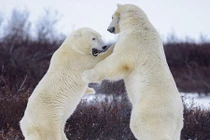 Gấu Bắc cực chiến đấu như võ sĩ chuyên nghiệp