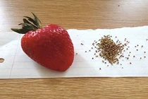 Những tác phẩm quái dị nhất sinh ra từ rảnh rỗi