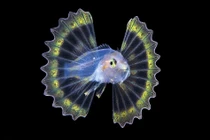 Loài cá đẹp như thần tiên, nhưng cẩn thận... độc chết người 