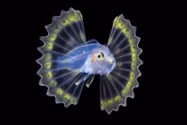 Loài cá đẹp như thần tiên, nhưng cẩn thận... độc chết người 