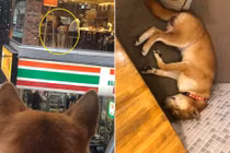 Cuộc tình lãng mạn ngắn ngủi của cặp chó vàng đáng yêu