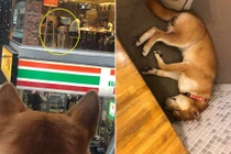 Cuộc tình lãng mạn ngắn ngủi của cặp chó vàng đáng yêu