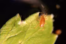 Ảnh khó tin "hãi hùng" chụp các loại rau dưới kính hiển vi