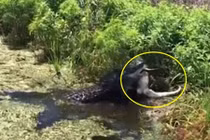 Kinh hoàng cá sấu khổng lồ tìm nơi vắng vẻ giết thịt đồng loại