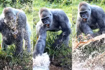 Khỉ đột quý hiếm nghịch nước trêu trẻ con