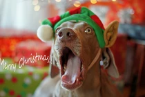 Những chú chó cuồng Giáng sinh hơn cả con người