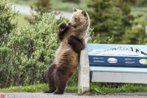 Sự thật thương cảm sau ảnh gấu nâu hoang dã nhảy gợi cảm 