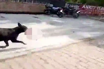 Chó lạc vào bệnh viện và hành động ai cũng hãi hùng tột độ