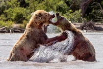 Gấu nâu hoang dã tung đủ chiêu ác "dằn mặt" đồng loại