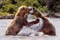 Gấu nâu hoang dã tung đủ chiêu ác "dằn mặt" đồng loại