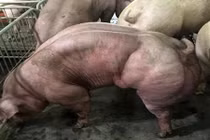 Sự thật kinh hoàng sau những con lợn siêu cơ bắp