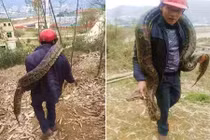 Lại phát hiện trăn khổng lồ thành tinh 100 tuổi