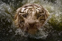 Ảnh dưới nước ấn tượng chụp hổ Bengal quý hiếm